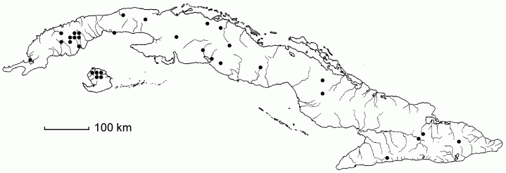 Imperata brasiliensis