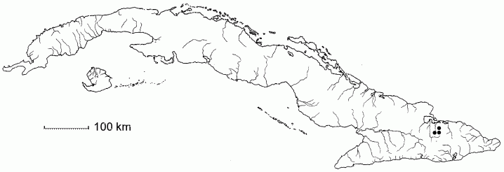 Jacquinia sessiliflora