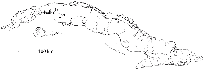 Kosteletzkya pentacarpos