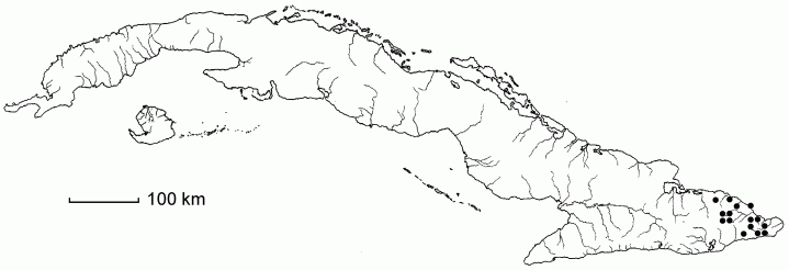 Laetia ternstroemioides