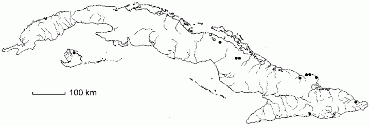 Lantana glandulosissima