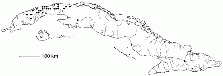 Lasiacis grisebachii