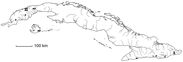 Lisianthius silenifolius