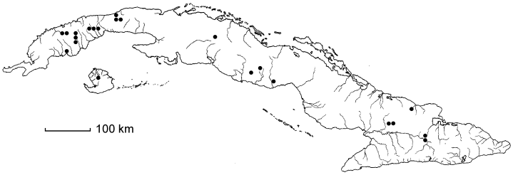 Ludwigia hyssopifolia