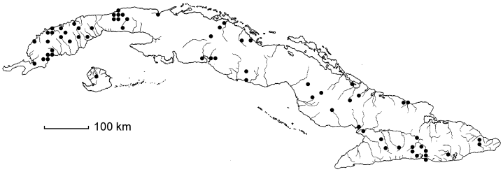 Ludwigia peploides subsp. peploides