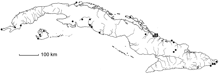 Lysiloma latisiliquum