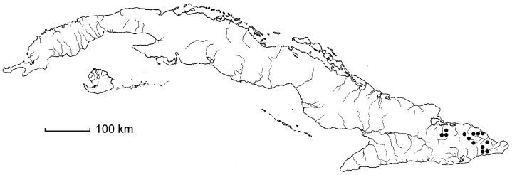 Macrocarpaea pinetorum