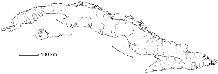 Malpighia baracoensis