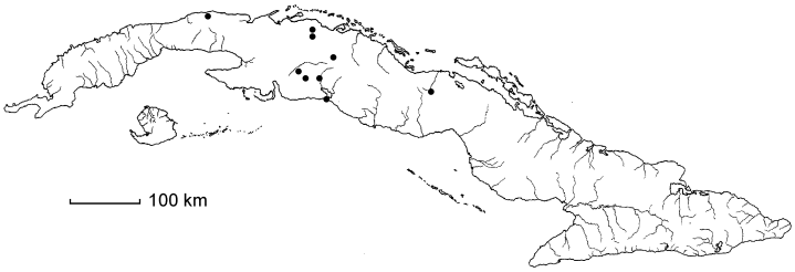 Malpighia epedunculata subsp. arenaria