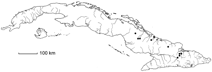 Malpighia epedunculata subsp. epedunculata