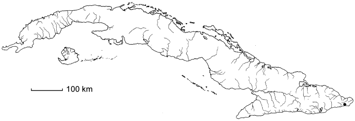 Malpighia longifolia