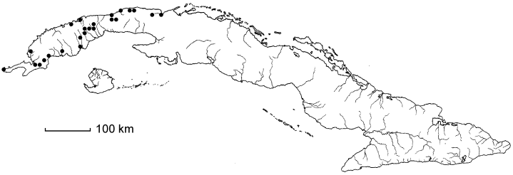 Malpighia mucronata subsp. mucronata