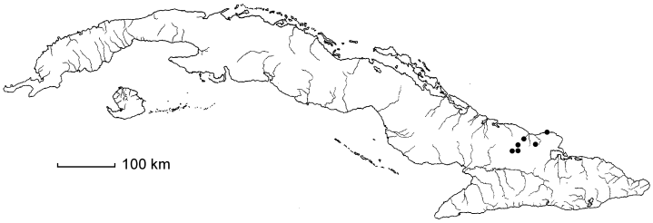 Malpighia nummulariifolia subsp. holguinensis