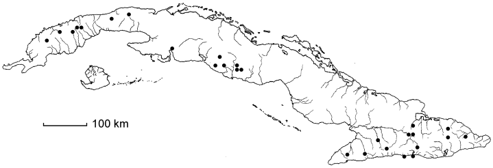 Malpighia verruculosa subsp. antillana