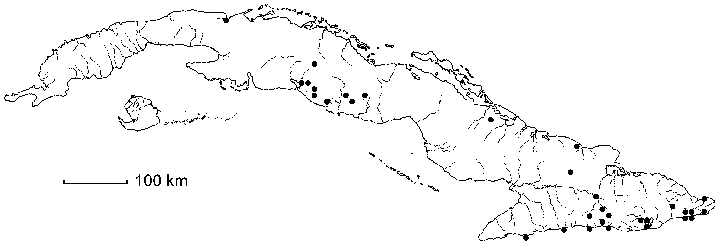 Malvastrum americanum