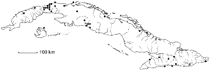 Malvastrum corchorifolium