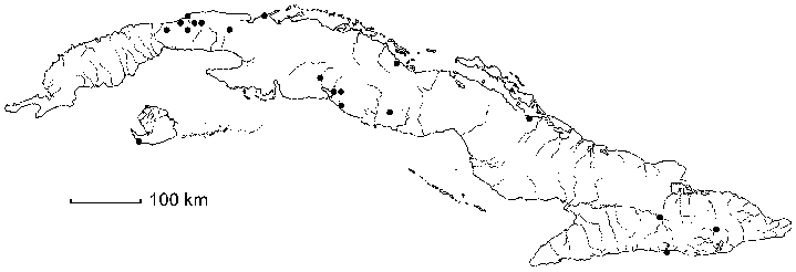 Malvastrum coromandelianum