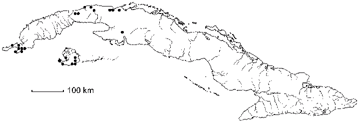 Malvaviscus arboreus