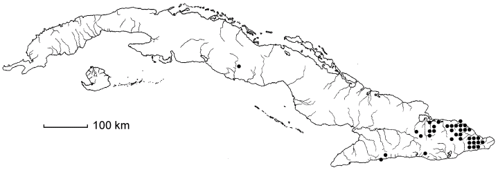 Marcgravia evenia subsp. evenia