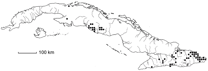 Marcgravia rectiflora