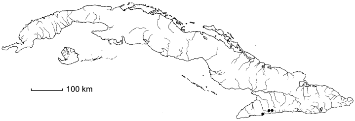 Megalastrum macrotheca