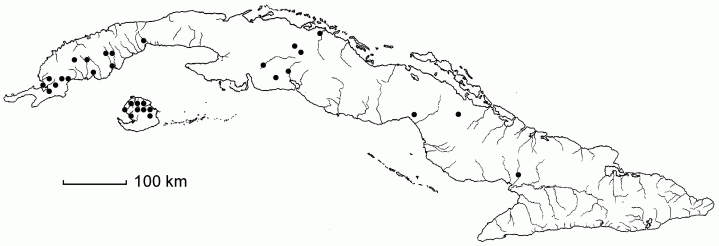 Mesosetum loliiforme