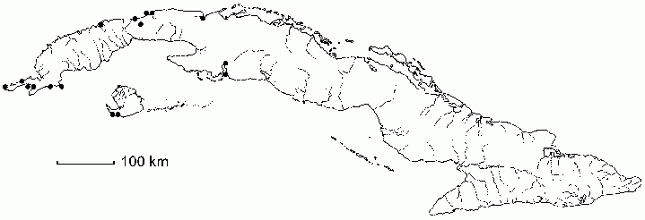 Myginda uragoga subsp. uragoga