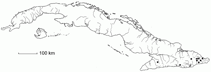 Nectandra membranacea