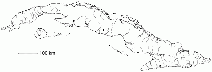 Nectandra turbacensis