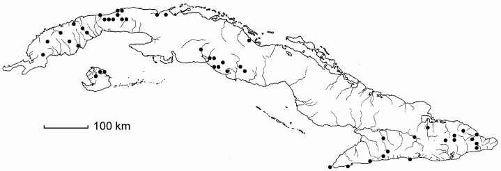 Oplismenus hirtellus subsp. hirtellus