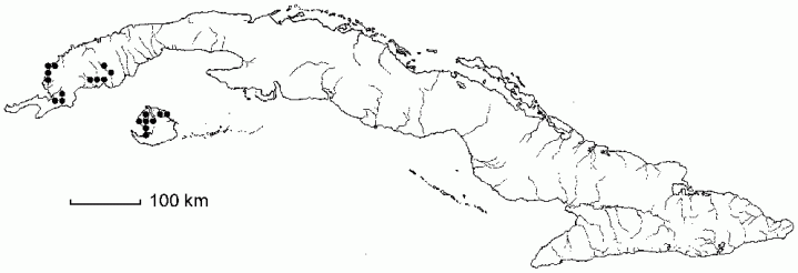 Paepalanthus seslerioides