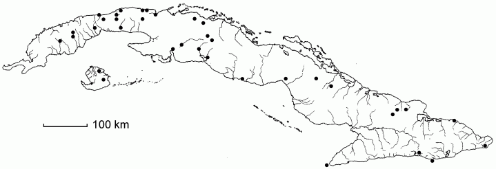 Paspalum arundinaceum