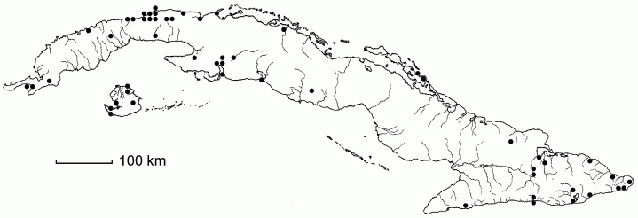 Paspalum caespitosum