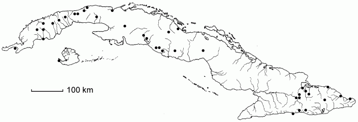 Paspalum paniculatum