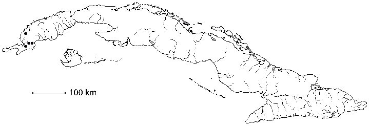 Peltaea subpandurata