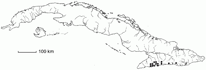 Peperomia swartziana