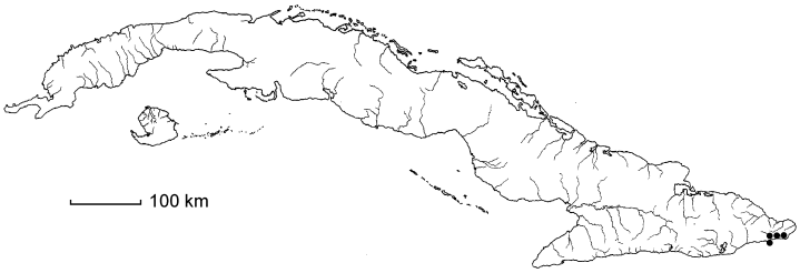 Pheidonocarpa corymbosa subsp. cubensis