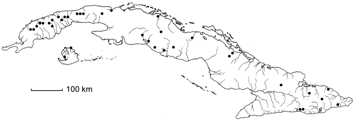 Philodendron consanguineum