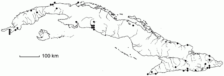 Phlebotaenia cuneata