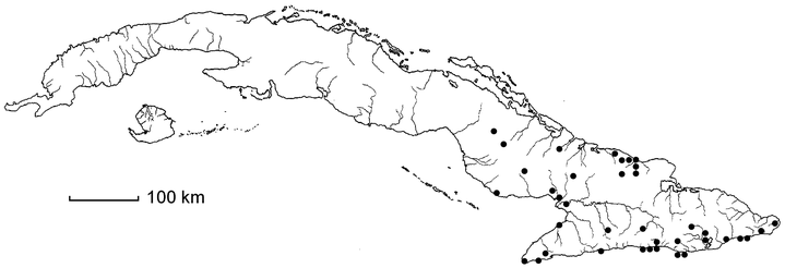 Phyllostylon rhamnoides