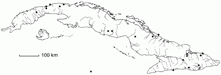 Phytolacca icosandra