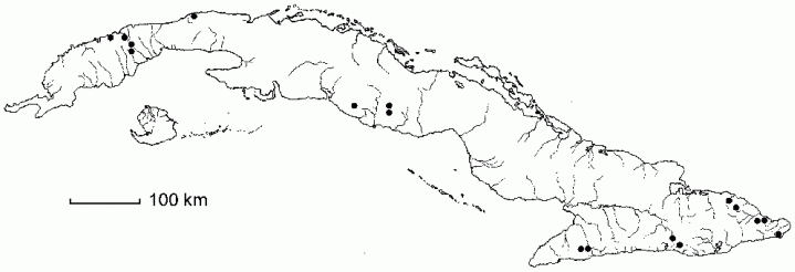 Phytolacca rivinoides