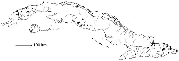 Pilocarpus racemosus subsp. racemosus