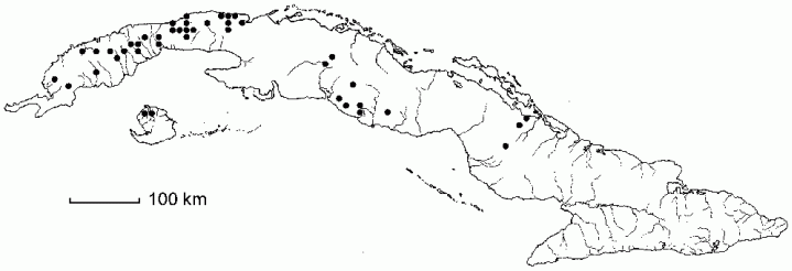 Piper aduncum subsp. ossanum