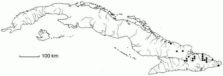 Piper arboreum subsp. holguinianum