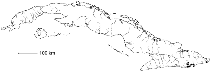 Pithecellobium circinale