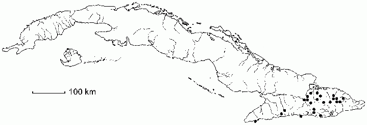 Pleurothallis obovata