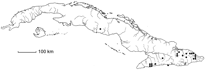 Polybotrya osmundacea