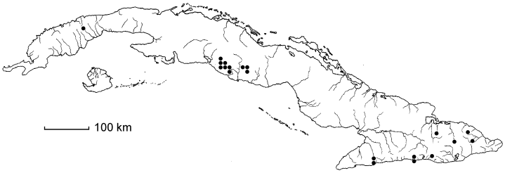 Polystichopsis pubescens