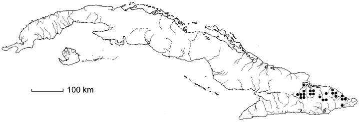 Polystichum ×machaerophyllum